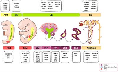 Cellular and Molecular Mechanisms of Kidney Development: From the Embryo to the Kidney Organoid